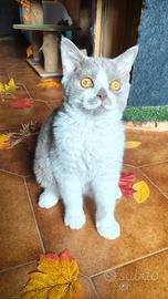 Cucciolo selkirk rex con pedigree