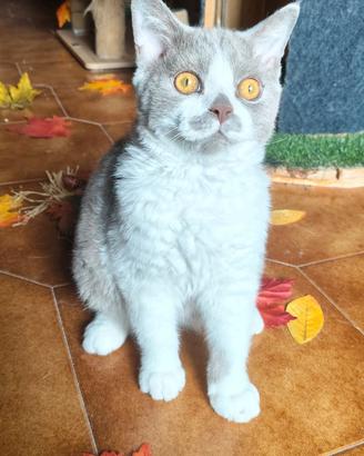 Cucciolo selkirk rex con pedigree