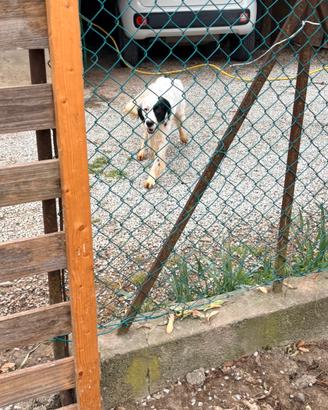 Cane da tartufo