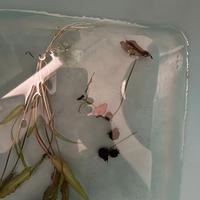 Pianta ninfea per acquario