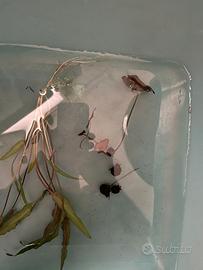 Pianta ninfea per acquario