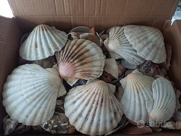 conchiglie marine