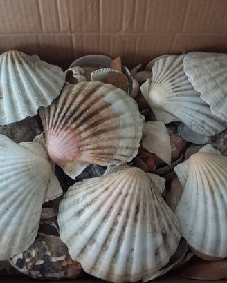 conchiglie marine