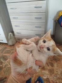 Gattino maschietto bianco e arancio