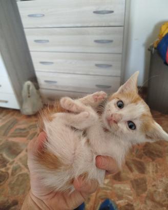 Gattino maschietto bianco e arancio
