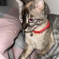 Una gatta bengal snow