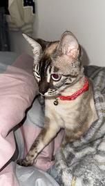 Una gatta bengal snow