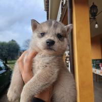 Cucciola siberian husky