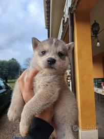 Cucciola siberian husky