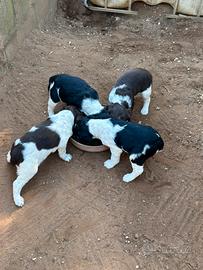 Springer Spaniel