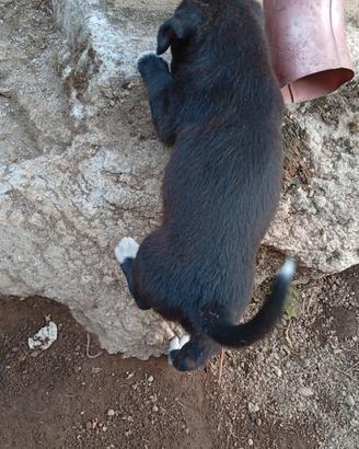 cucciolo