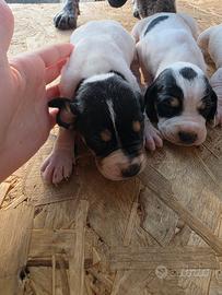 Segugio Ariegeois puri