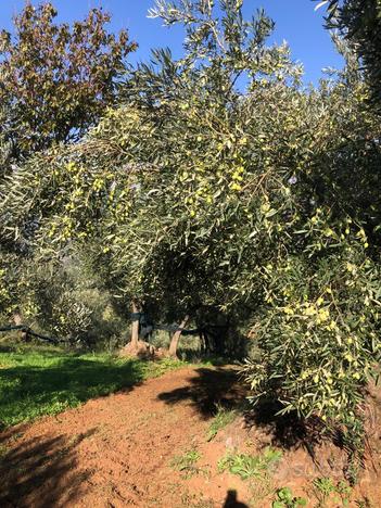 Azienda agricola olivicola