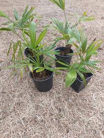 palme