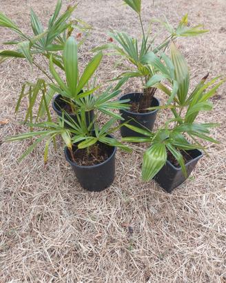 palme