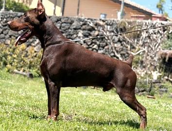 Dobermann
