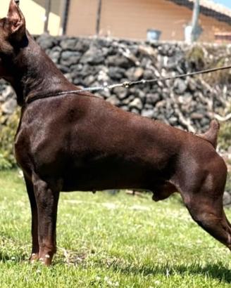 Dobermann
