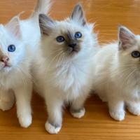 Cuccioli Sacri di Birmania