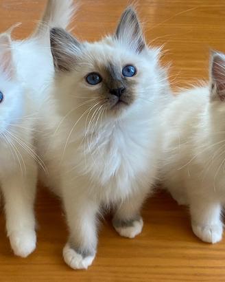 Cuccioli Sacri di Birmania