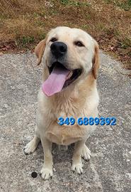 Max Labrador in adozione