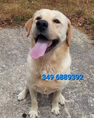 Max Labrador in adozione
