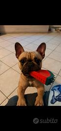 Bulldog francese