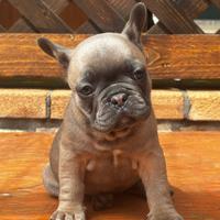 Bulldog francese