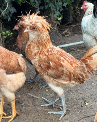Gallo di gallina padovana