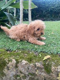 Cuccioli di Maltipoo