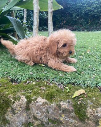 Cuccioli di Maltipoo