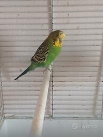 Cocorita