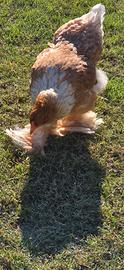 Pulcinotti Brahma Perniciato Splash