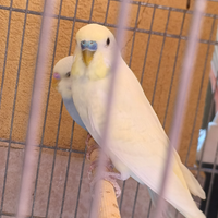 Cocorite coppia