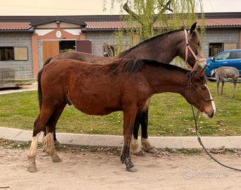 Criollo con pedigree