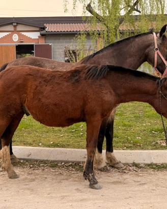 Criollo con pedigree