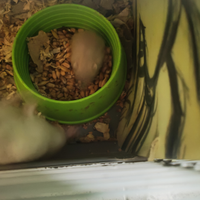 Cuccioli di criceto leming