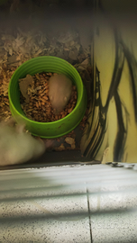 Cuccioli di criceto leming