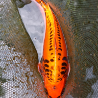 CARPA KOI 40 cm