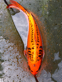 CARPA KOI 40 cm