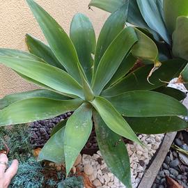 agave cigno
