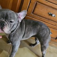 Bulldog francese adulta