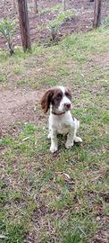 Springer spaniel