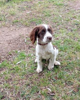 Springer spaniel