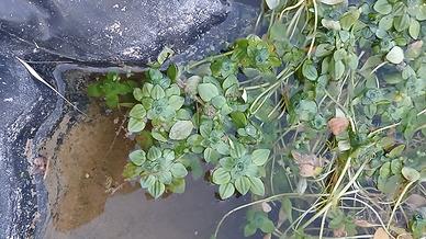 Callitriche piante acquatiche per laghetto