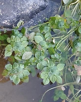 Callitriche piante acquatiche per laghetto