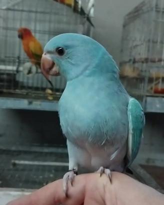 Parrocchetti dal collare