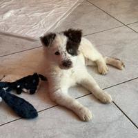 Incrocio pastore australiano cucciolo