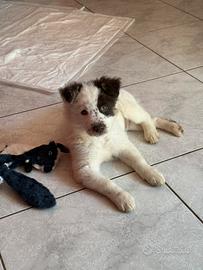 Incrocio pastore australiano cucciolo