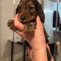 Cuccioli Bassotto Nano Kaninchen a pelo lungo