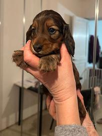 Cuccioli Bassotto Nano Kaninchen a pelo lungo
